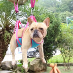 Arnés de hamaca para mascotas + kit de cortauñas